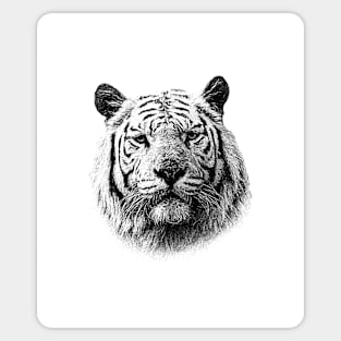 Tiger portrait Sticker